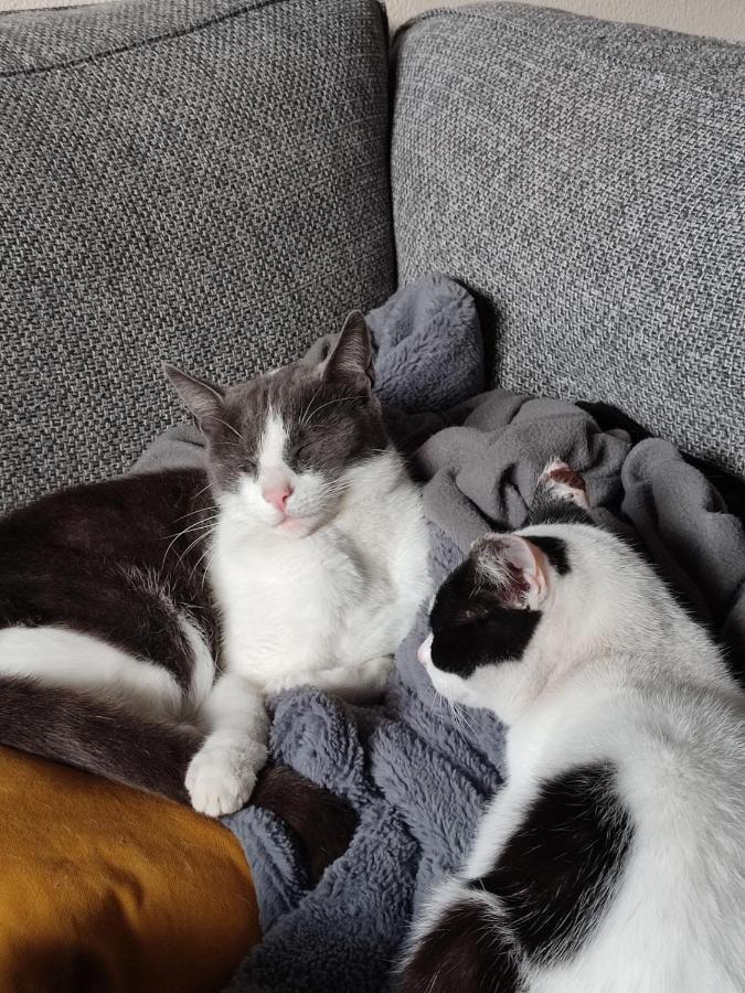 Celine Et Jose Lägenhet Cubzac-les-Ponts Exteriör bild